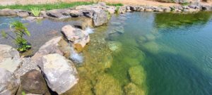 Natural Swim Pond