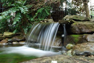 Pond in Potomac, MD
