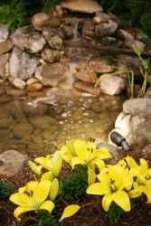 Constucting Backyard Pond with flowers