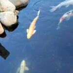 Koi pond in Carroll County Koi pond in Carroll County