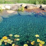 Ecosystem Pond Ecosystem Pond